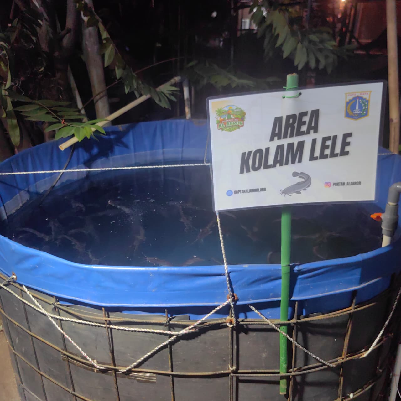 Ikan Lele